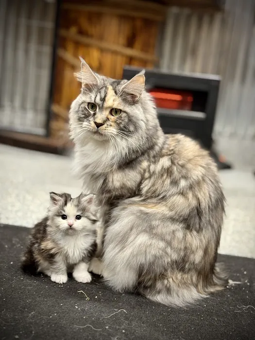 Bella Maine Coons 12