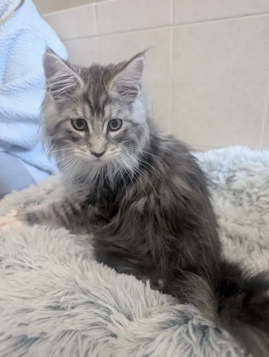 Bella Maine Coons 12