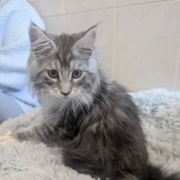 Bella Maine Coons ico