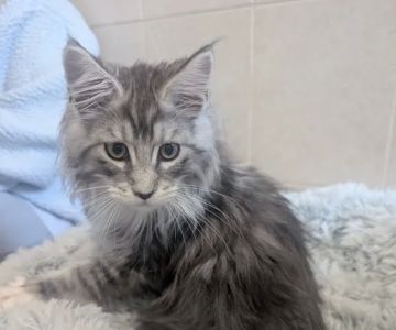 Bella Maine Coons