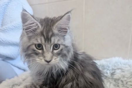 Bella Maine Coons