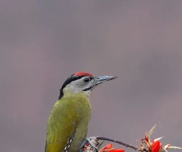 Texas Birds (Parrots or Woodpeckers)