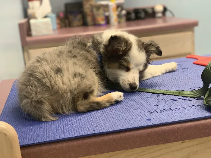 State Street Animal Clinic 12