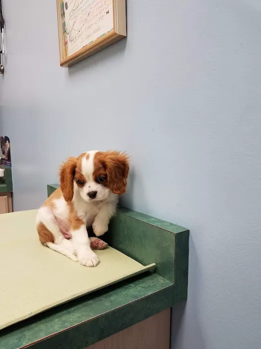 CherryVale Animal Clinic 12