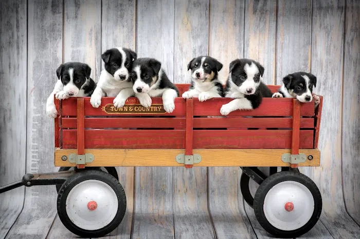 Perryville Pet Hospital 12