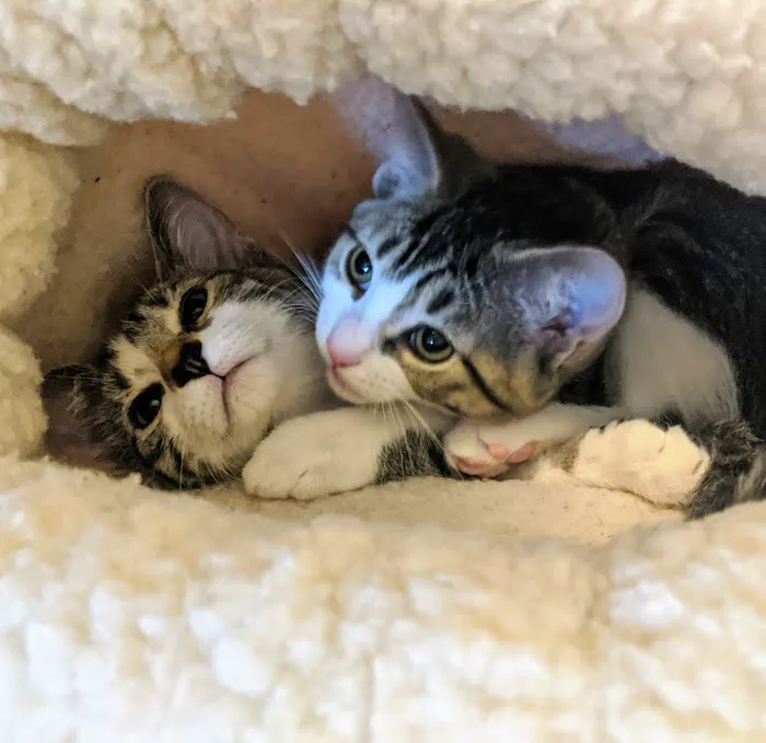 Perryville Pet Hospital 12