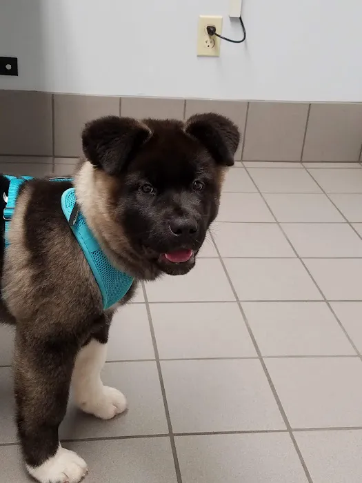 Bellwood Animal Hospital 12