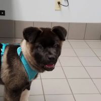 Bellwood Animal Hospital ico