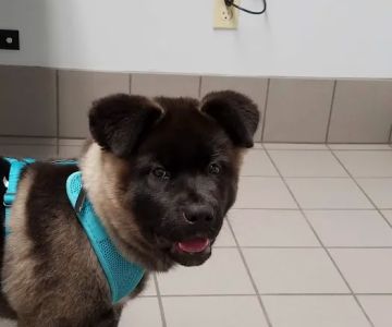 Bellwood Animal Hospital