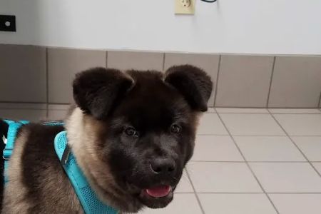 Bellwood Animal Hospital