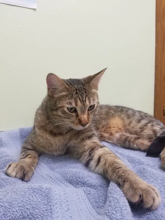 Bellwood Animal Hospital 12