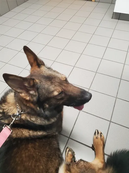Bellwood Animal Hospital 12
