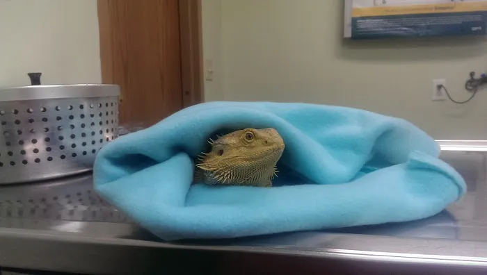 Bellwood Animal Hospital 12