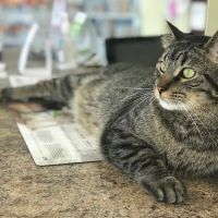 Animal Clinic of Poplar Grove ico