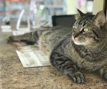 Animal Clinic of Poplar Grove