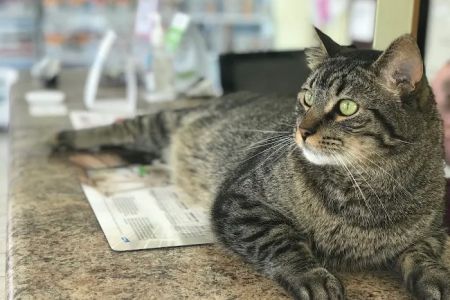Animal Clinic of Poplar Grove