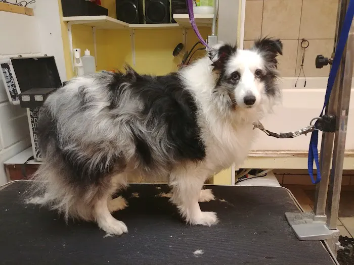 Animal Clinic of Poplar Grove 12