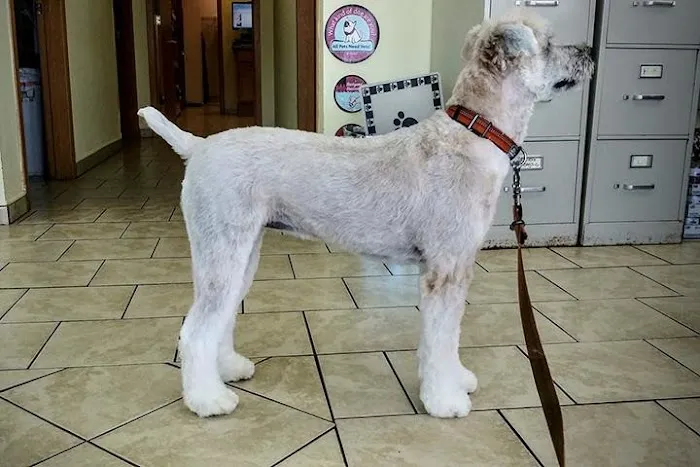Animal Clinic of Poplar Grove 12