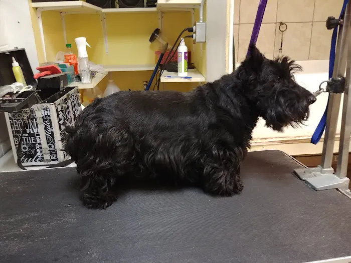 Animal Clinic of Poplar Grove 12