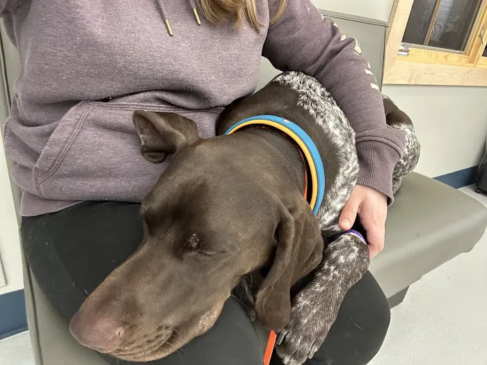 Animal Emergency Clinic of Rockford 12