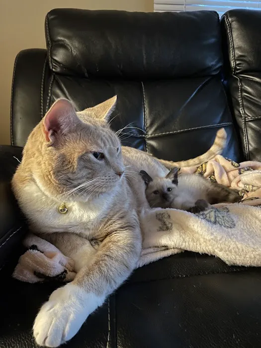 Animal Emergency Clinic of Rockford 12