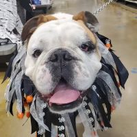 Animal Emergency Clinic of Rockford ico