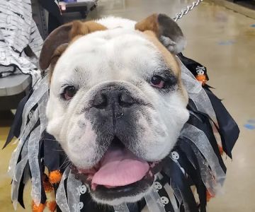 Animal Emergency Clinic of Rockford