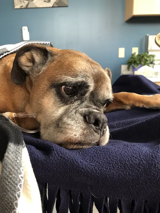 Animal Emergency Clinic of Rockford 12