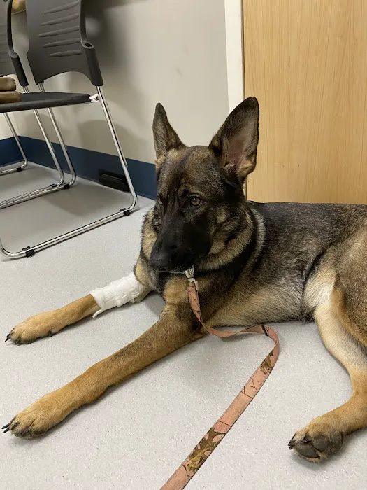 Animal Emergency Clinic of Rockford 12