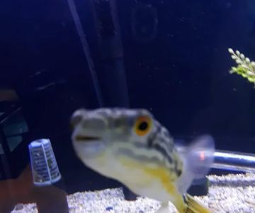 Aquarium Environments | Aquarium Superstore
