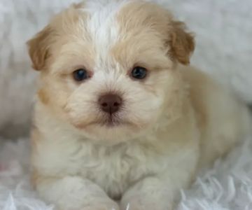 Tiny Jewel Pups