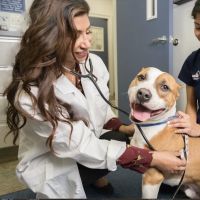 Ocean Veterinary Ophthalmology, LLC ico