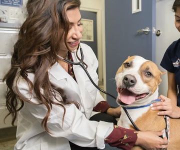 Ocean Veterinary Ophthalmology, LLC