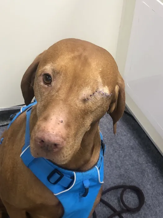 Ocean Veterinary Ophthalmology, LLC 3