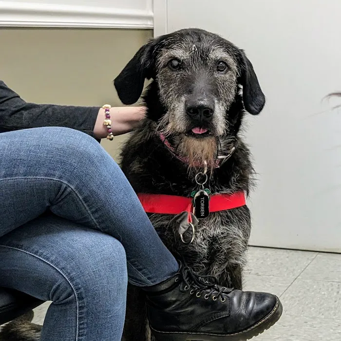 Ocean Veterinary Ophthalmology, LLC 6