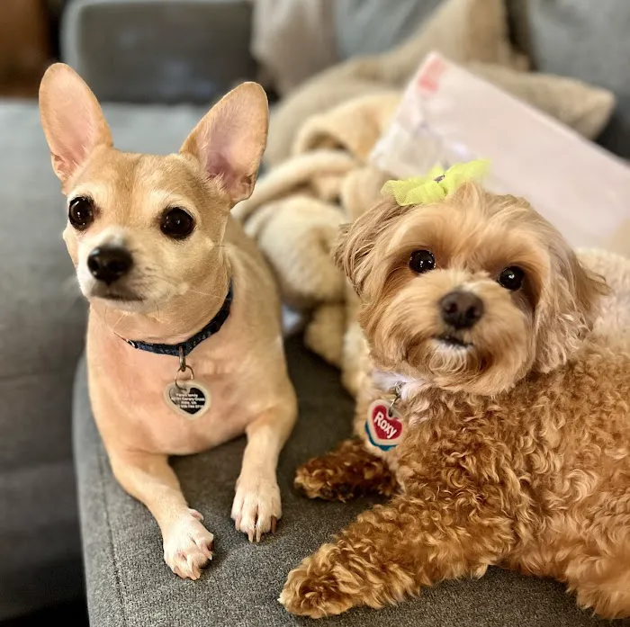Market Street Animal Clinic 1