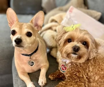 Market Street Animal Clinic