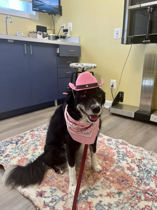 Market Street Animal Clinic 9