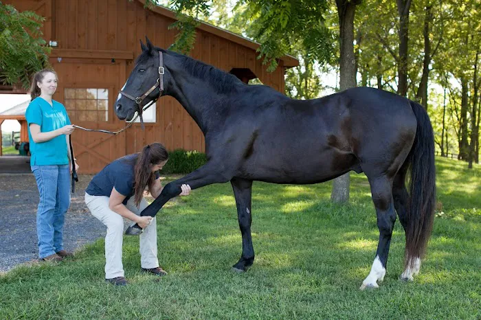True North Equine Veterinary Services 1