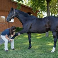 True North Equine Veterinary Services ico