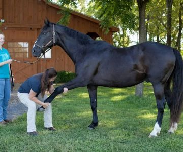 True North Equine Veterinary Services