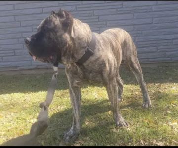 #Presa Canario: Atomic Dogs: Osiris