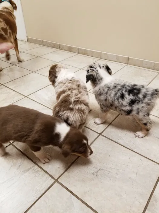 Clevengers Corner Veterinary Care 2