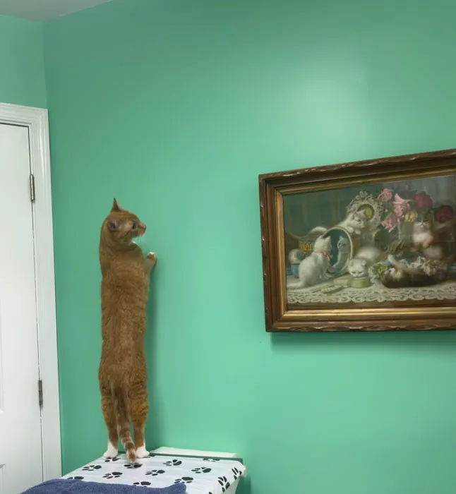 Clevengers Corner Veterinary Care 5