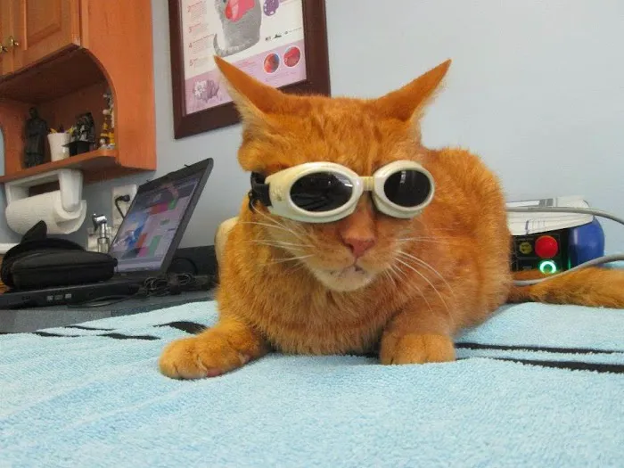 Clevengers Corner Veterinary Care 6