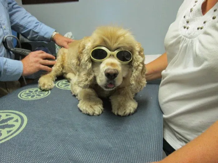 Clevengers Corner Veterinary Care 10