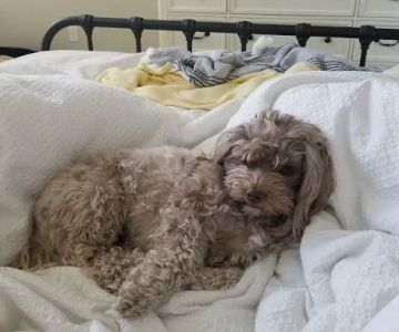 Petco