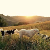 Animals First Veterinary Service ico
