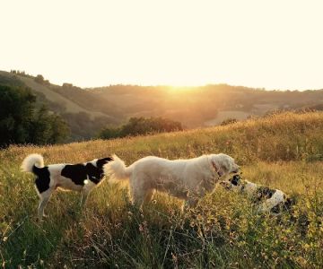 Animals First Veterinary Service