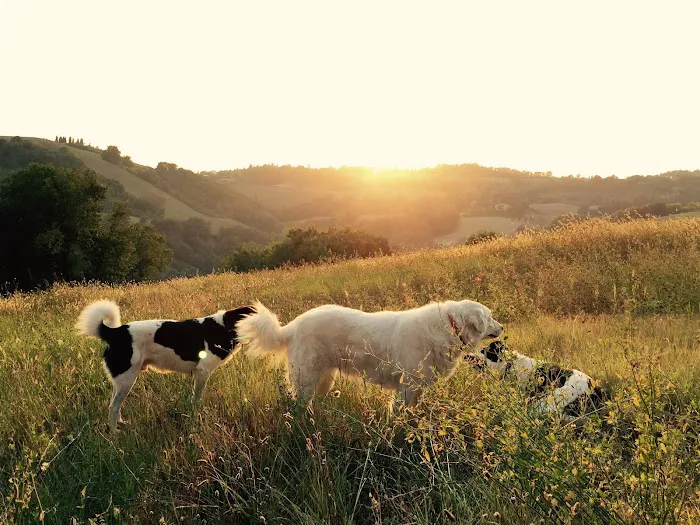 Animals First Holistic Veterinary Services - Dr. Lori Blankenship 2